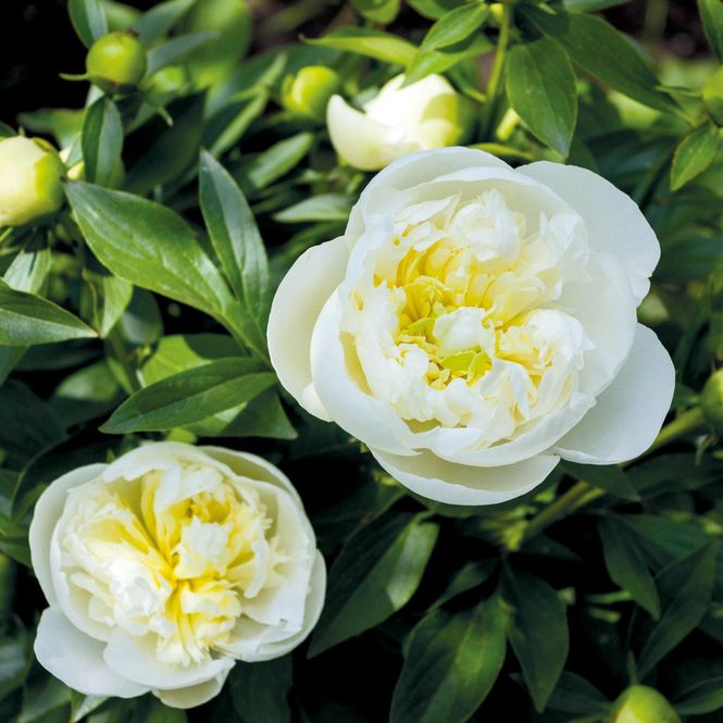 Hovedbilde Paeonia lactiflora Immaculee.  Silkepeon - 1 rot 