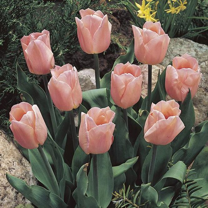 Hovedbilde Tulipan Apricot Beauty - 8 løk