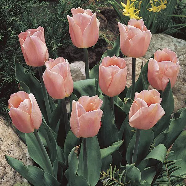 Hovedbilde Tulipan Apricot Beauty - 8 løk