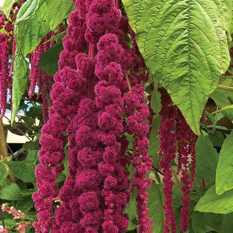 Amaranthus Crimson Tassels -Frø- Revehale