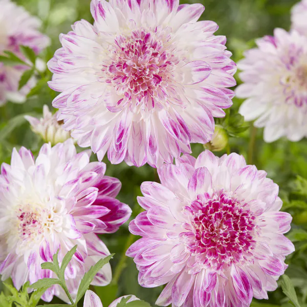 Hovedbilde Dahlia Que Sera - 1 knoll 