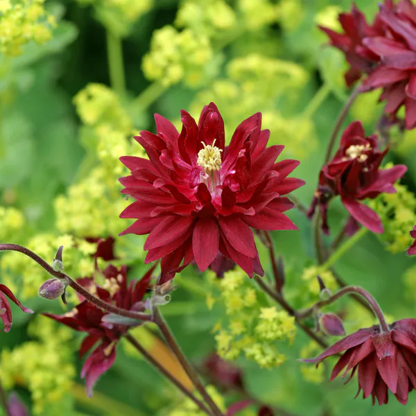 Hovedbilde Aquilegia vulgaris Ruby Port. Akeleie - 1 rot 