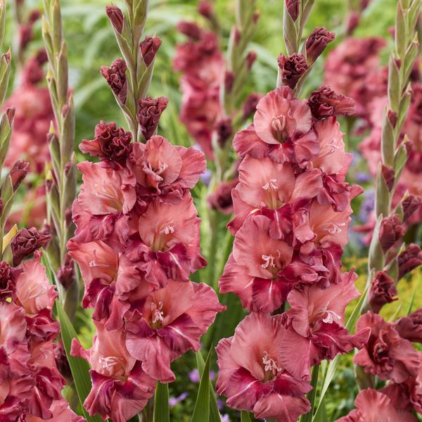 Hovedbilde Gladiolus Rusty Chestnut - 7 knoller