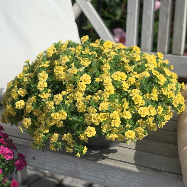 Hovedbilde Calibrachoa Double Lemon. Mini-petunia  1 plante ...