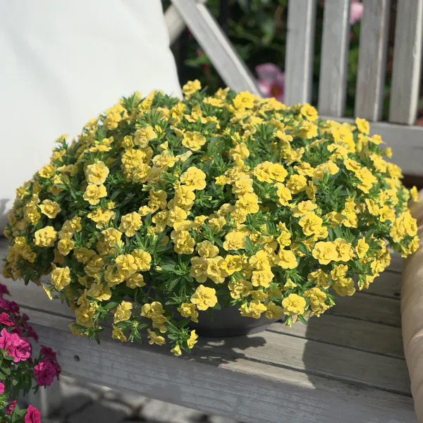 Hovedbilde Calibrachoa Double Lemon. Mini-petunia  1 plante ...