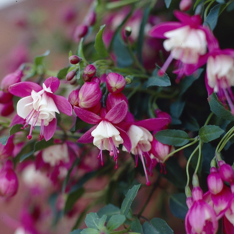Fuksia Lady Thumb  Fuksia i 9 cm potte.