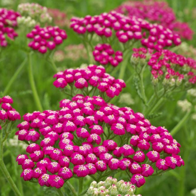 Hovedbilde Achillea millefolium Summerwine. Praktryllik - 1 ...