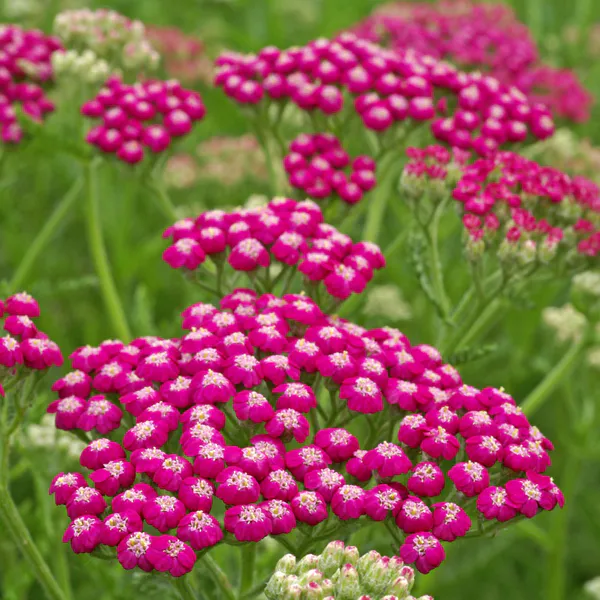 Hovedbilde Achillea millefolium Summerwine. Praktryllik - 1 ...