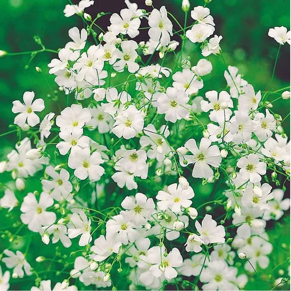Hovedbilde Gypsophila Covent Garden White -Frø- Brudeslør