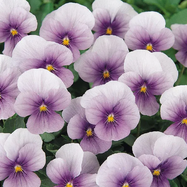 Hovedbilde Viola cornuta Sorbet Icy Blue. Stemor - Frø -