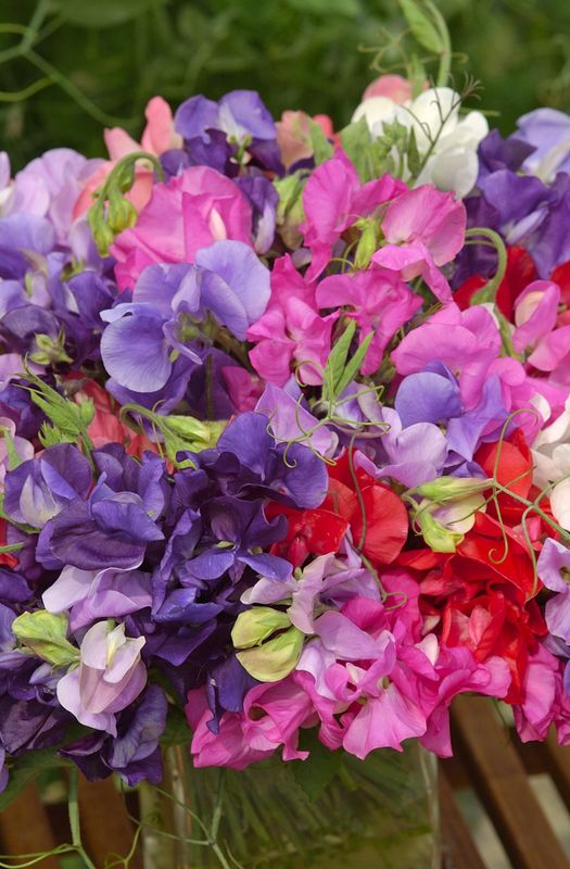 Lathyrus odoratus King Size Coronation Mix. Blomsterert - Frø -