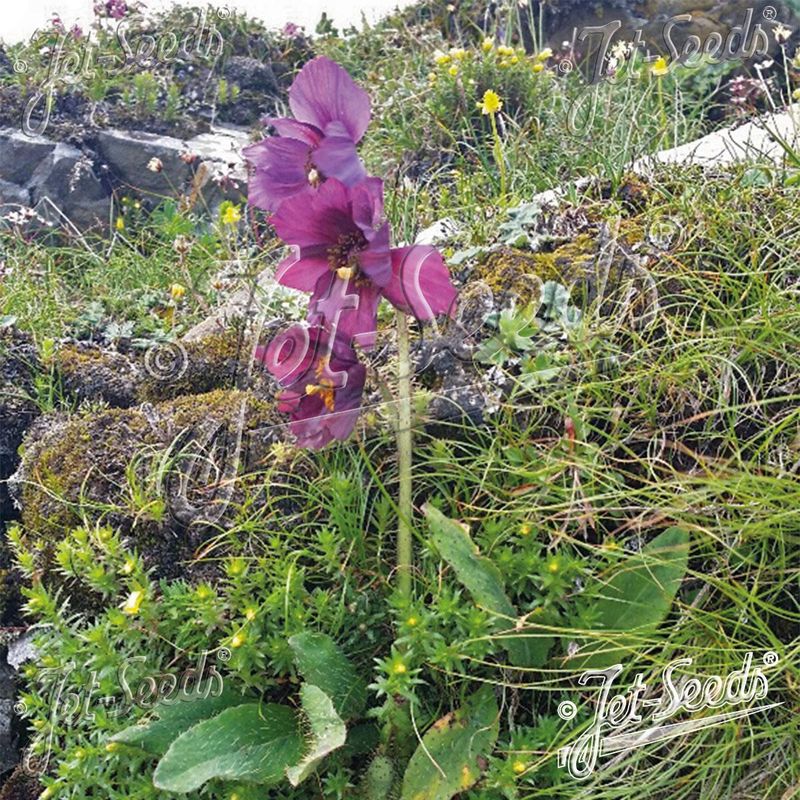 Meconopsis balangensis. Balang blåvalmue -Frø-