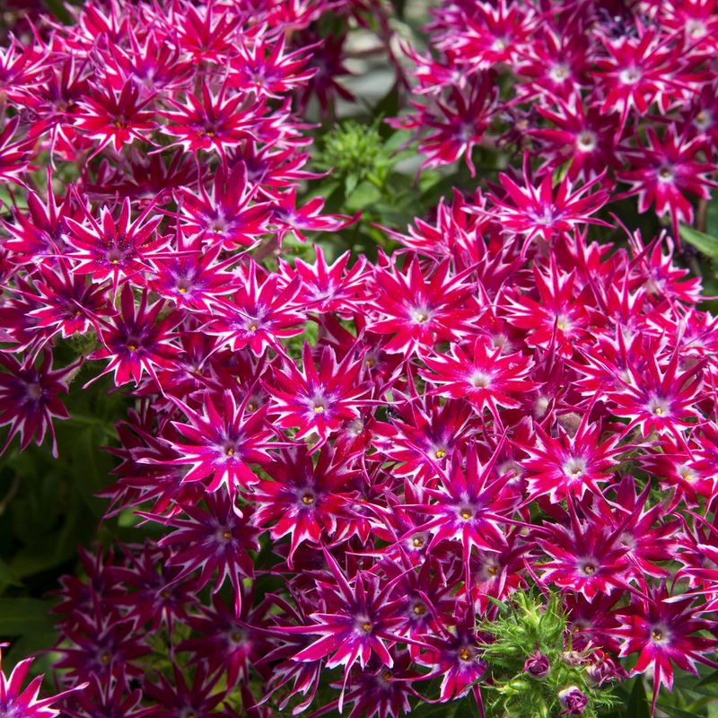 Phlox drummondii Popstars Purple F1 -Frø- Sommerfloks 