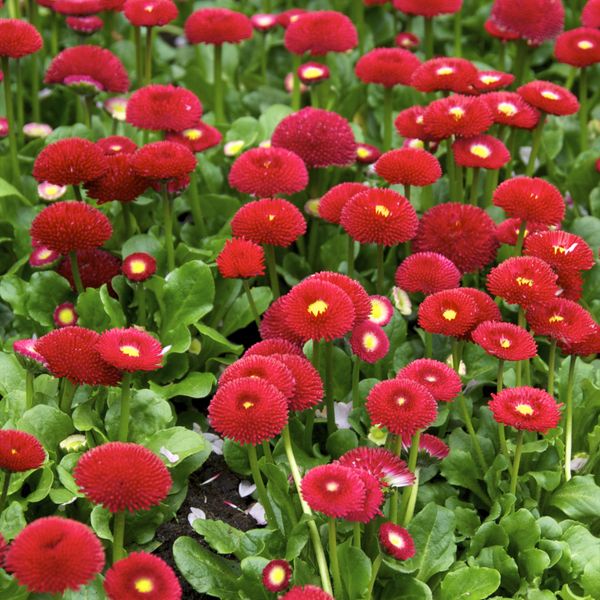 Hovedbilde Bellis perennis Super Pompon Red. Tusenfryd -Frø-