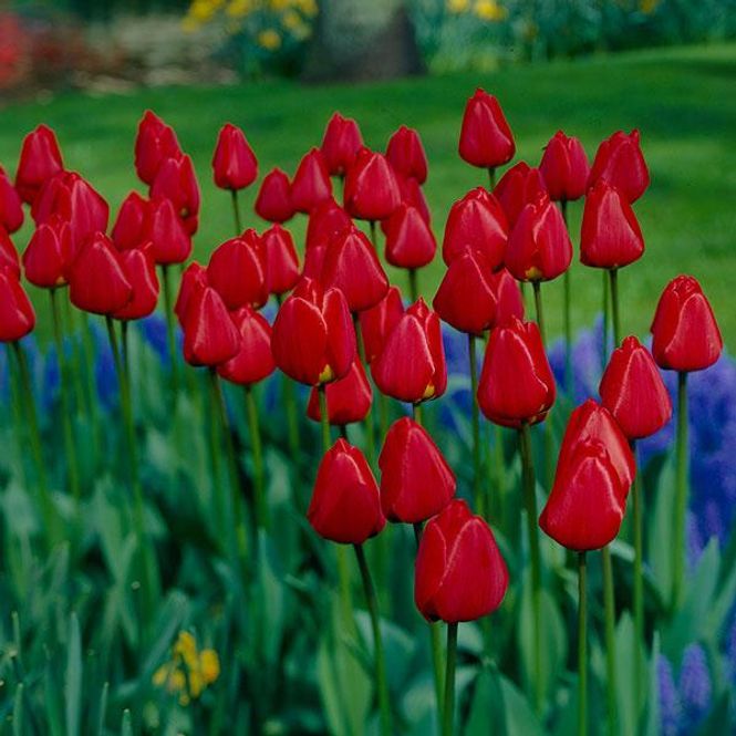 Hovedbilde Tulipan Apeldoorn - 10 løk