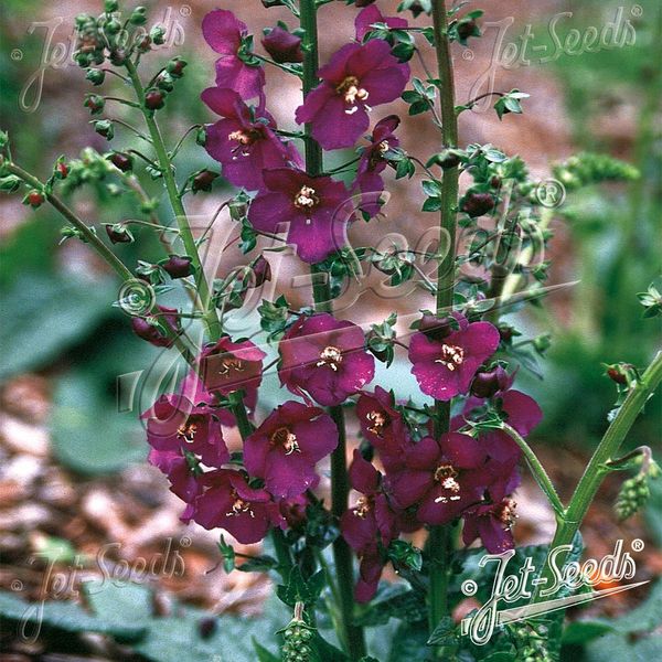 Hovedbilde Verbascum phoeniceum Violetta -Frø- Kongslys
