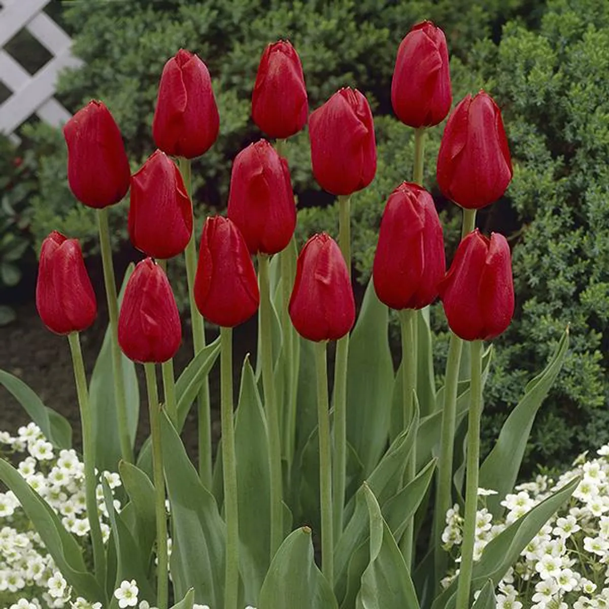 Tulipan Kingsblood - 8 løk