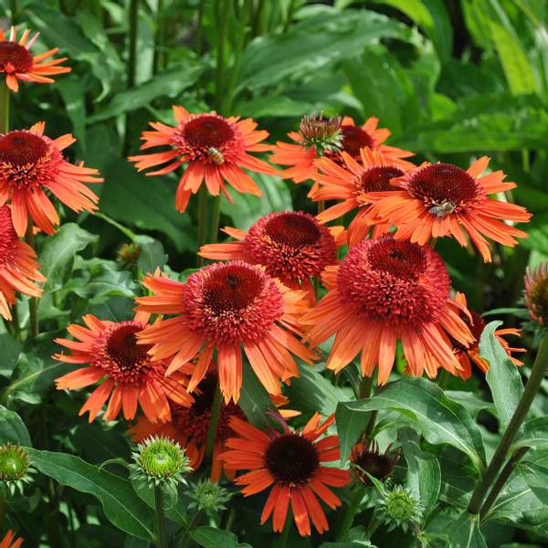 Bilde av ECHINACEA purpurea Carrot Cake. Purpursolhatt - 1