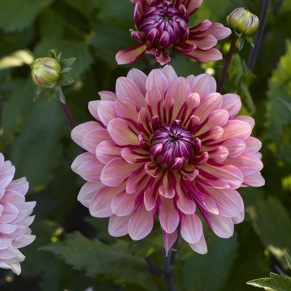 Hovedbilde Dahlia Missis Dutch - 1 knoll