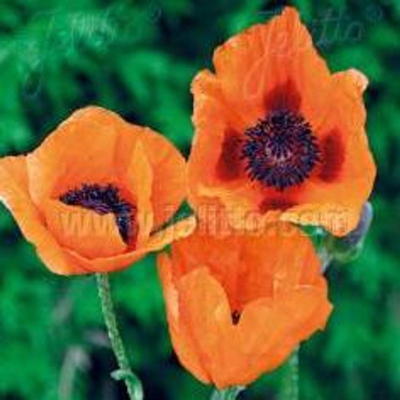 Papaver orientale-hybrid Prince of Orange. Valmue - Frø -
