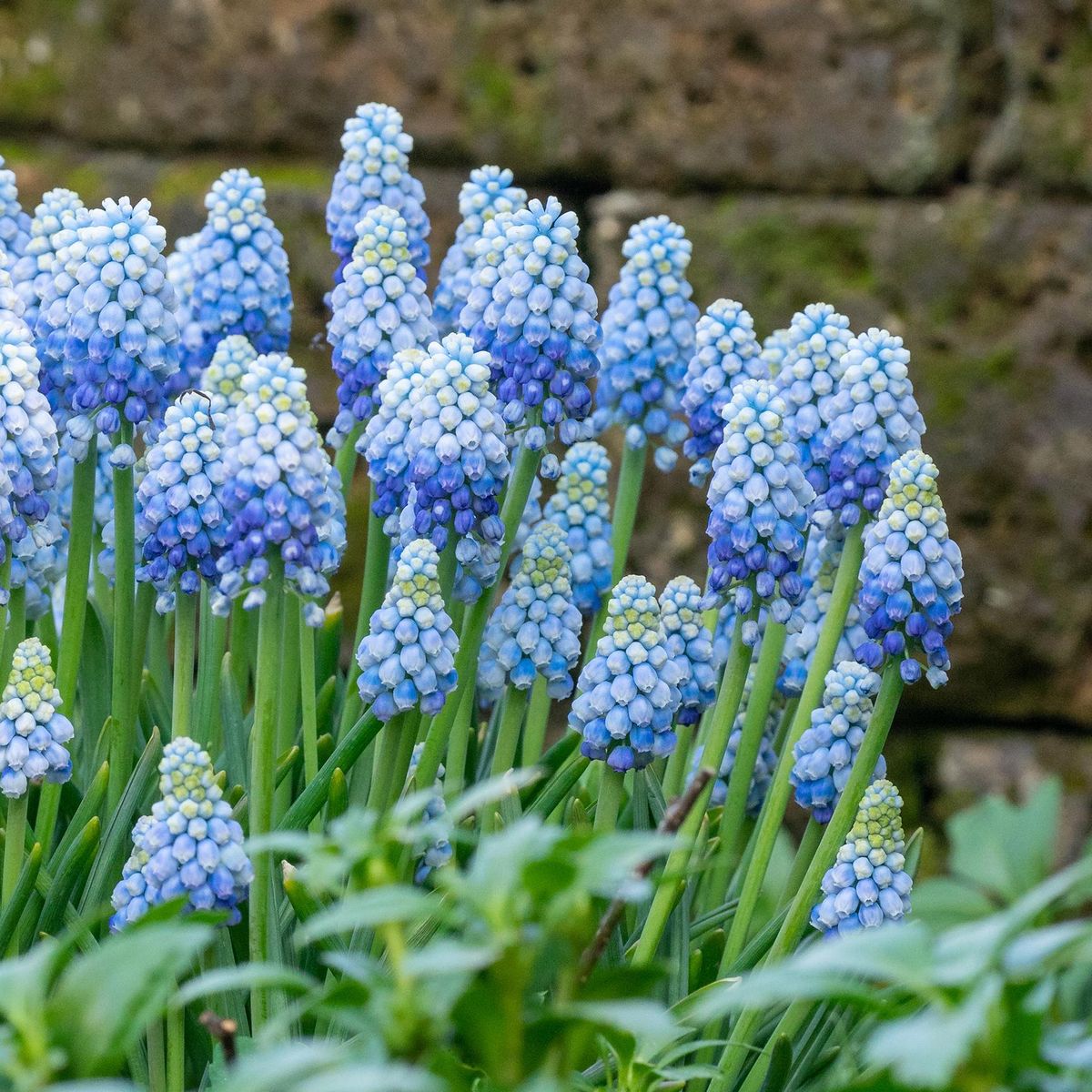 Muscari Manon - 15 løk