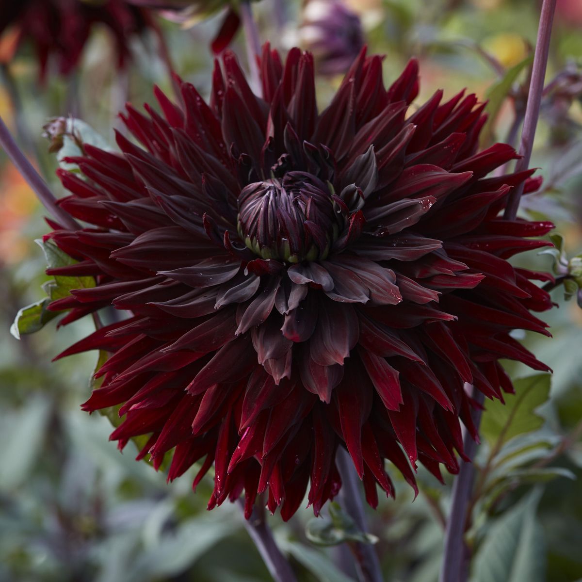 Dahlia Black Jack - 1 knoll