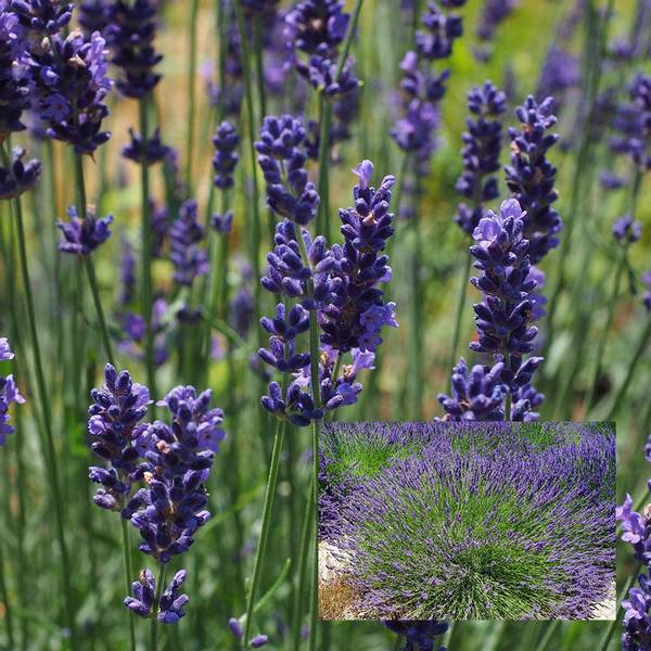Bilde av LAVANDULA x intermedia Phenomenal. Lavendel - 1