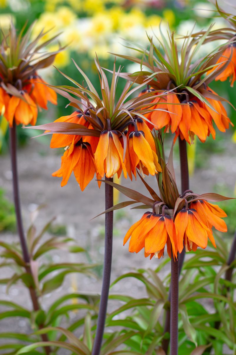 Fritillaria Sunset. Keiserkrone - 1 løk