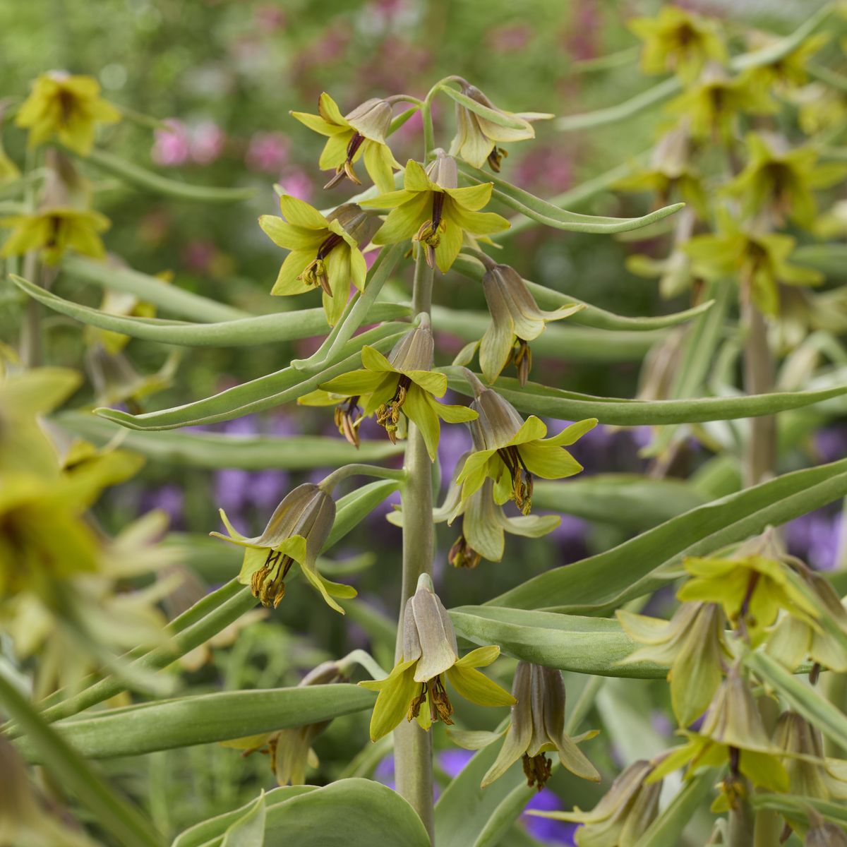 Fritillaria Green Eyes - 1 løk
