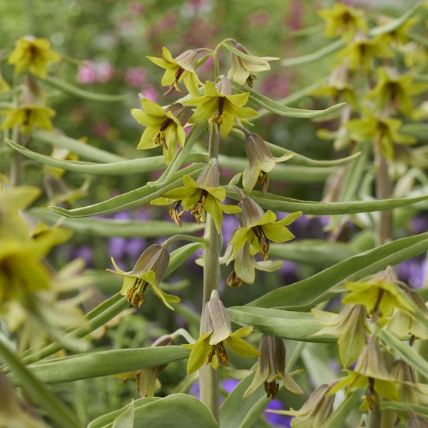 Hovedbilde Fritillaria Green Eyes - 1 løk