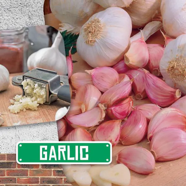 Hovedbilde Hvitløk