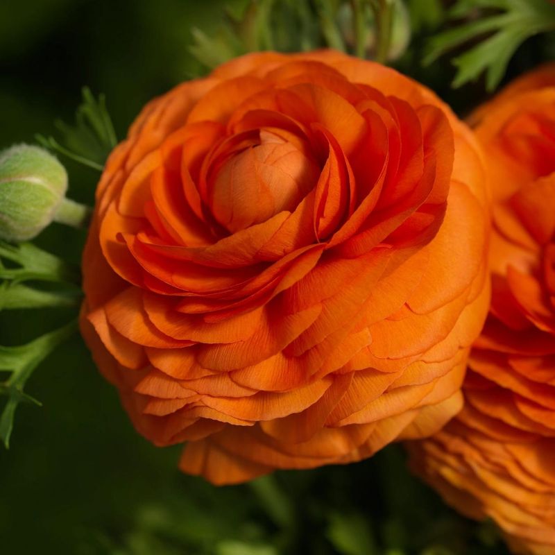 Ranunculus Bloomingdale II Orange Shades -Frø- Ranunkel 