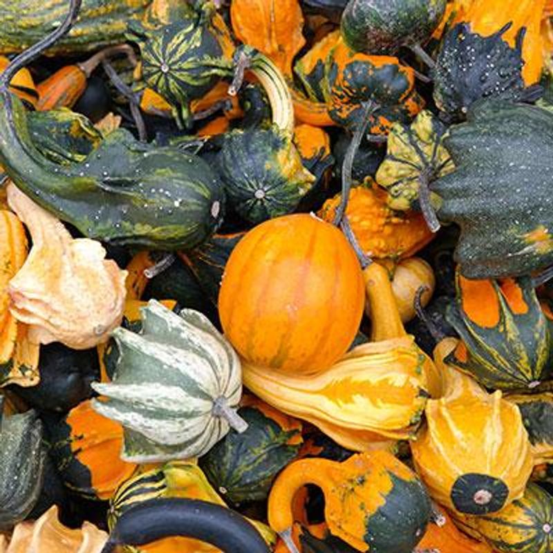 Cucurbita  Maya Mix -Frø- Prydgresskar