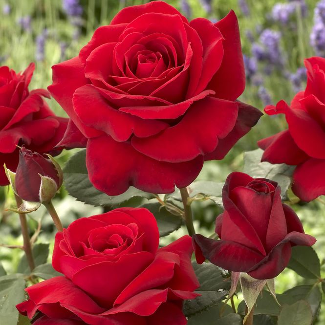 Hovedbilde Rose Duftzauber 84. Stilkrose