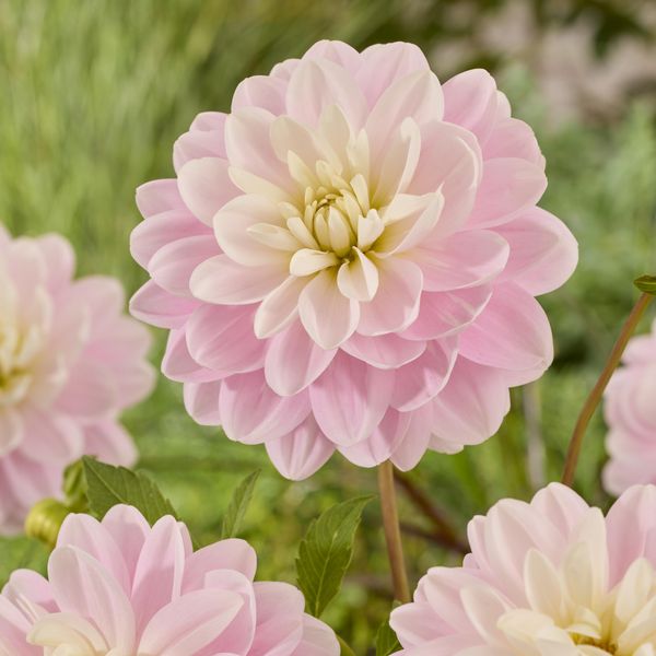 Hovedbilde Dahlia Brackenridge Ballerina - 1 knoll