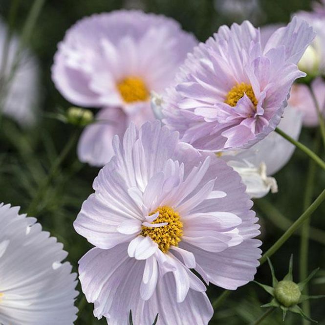 Hovedbilde Cosmos  Cupcakes Blush - Frø - Pyntekorg