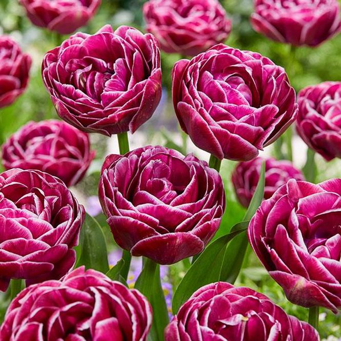 Hovedbilde Tulipan Dream Touch - 7 løk 