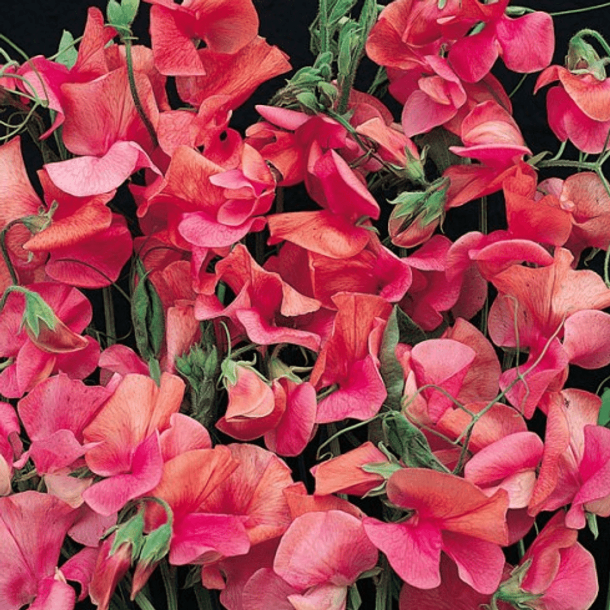 Lathyrus odoratus Apricot Sprite. Blomsterert -Frø-