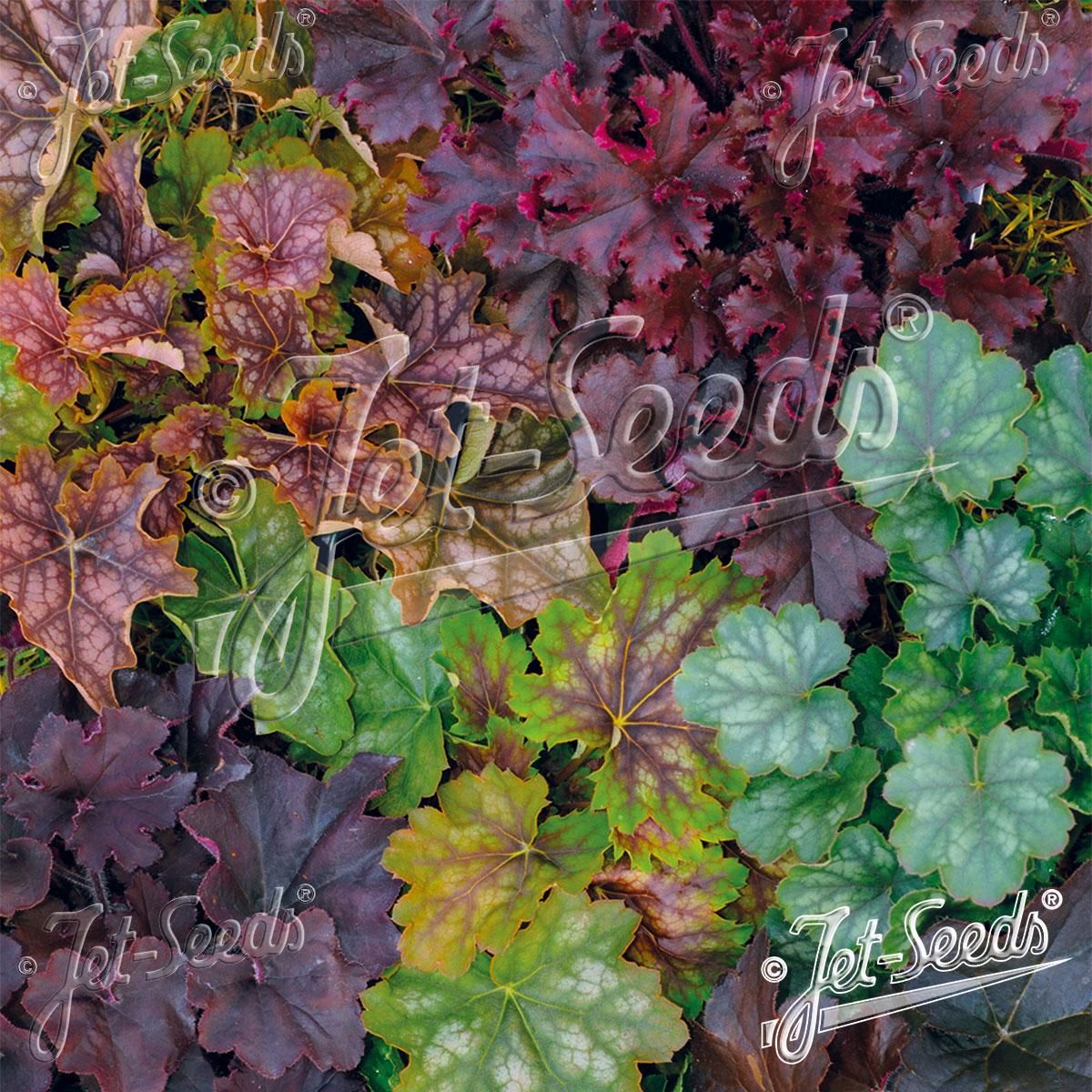 Heuchera americana Coral Bells. Alunrot - Frø -