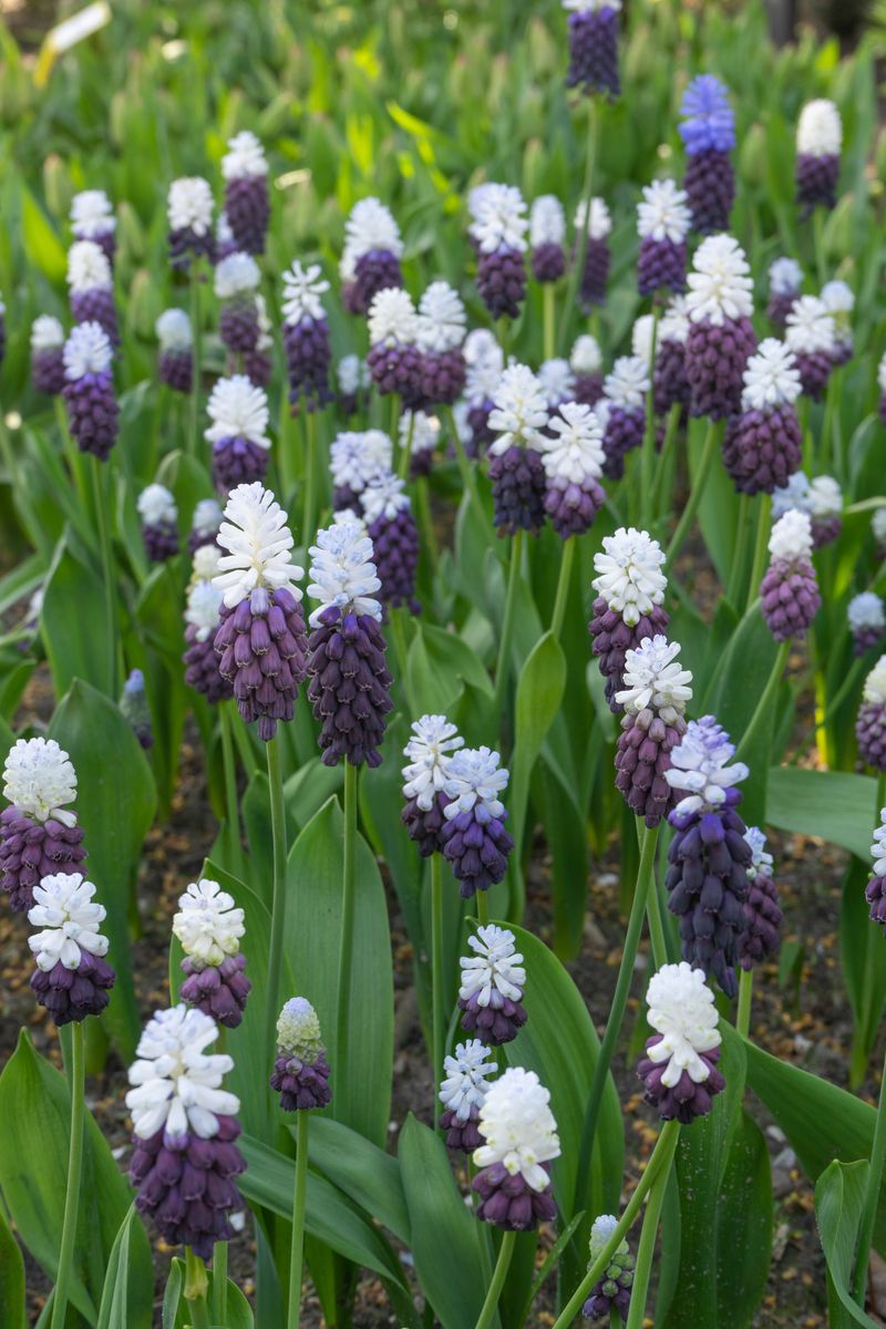Muscari Grape Ice. Perleblomst - 10 løk