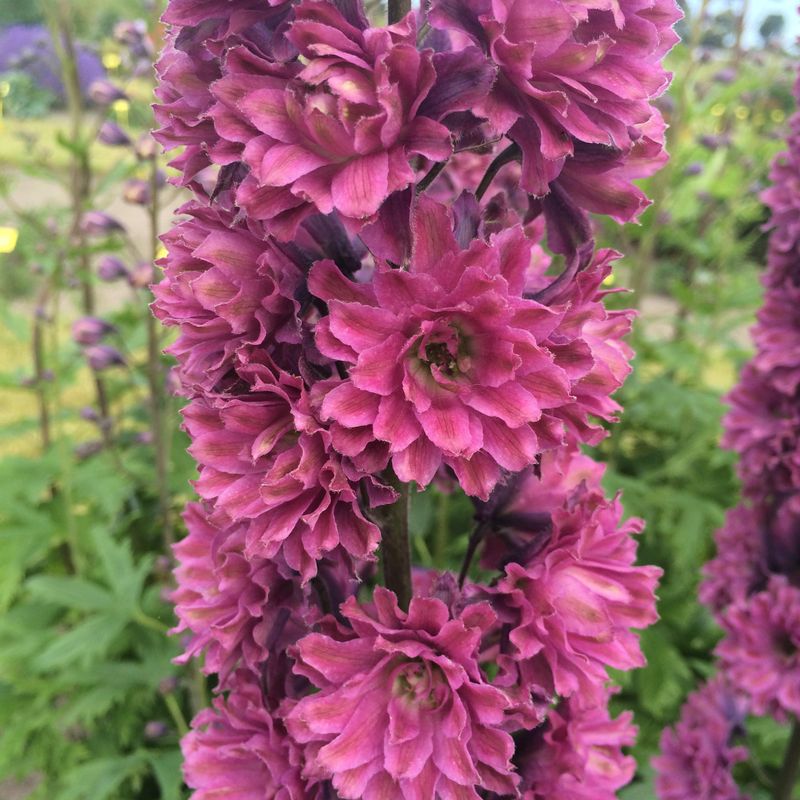 Delphinium Flamenco. Ridderspore - 1 rot.