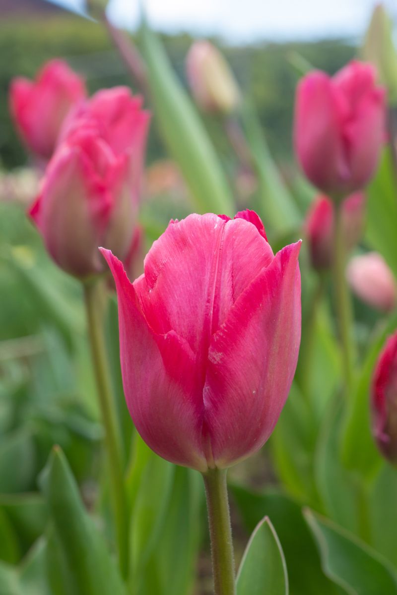 Tulipan Lady van Eijk - 6 løk