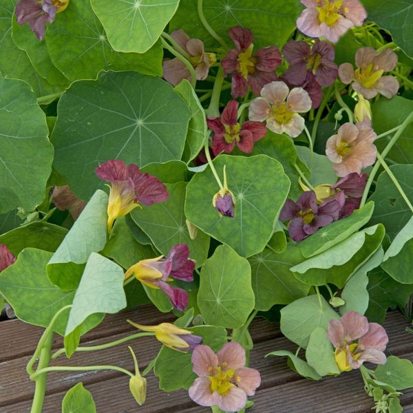 Hovedbilde Tropaeolum majus Purple Emperor. Blomkarse -Frø-