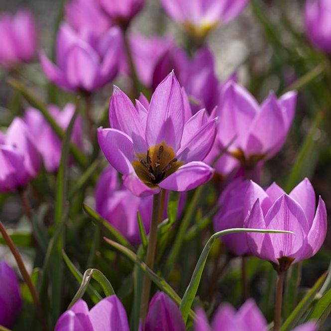 Hovedbilde Botanisk tulipan Helene - 24 løk 