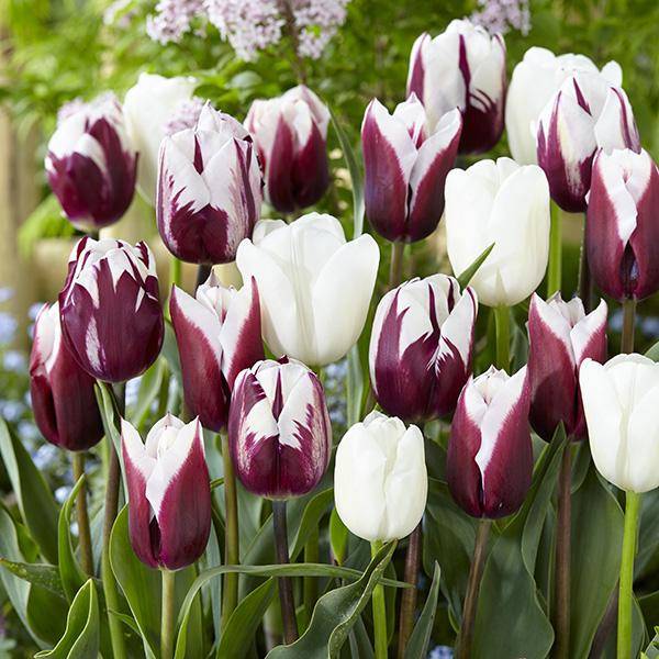 Bilde av Tulipan Purple white miks. 15 løk