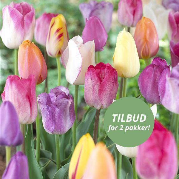 Bilde av Triumph-tulipaner i blanding 20 løk - Nyhet!