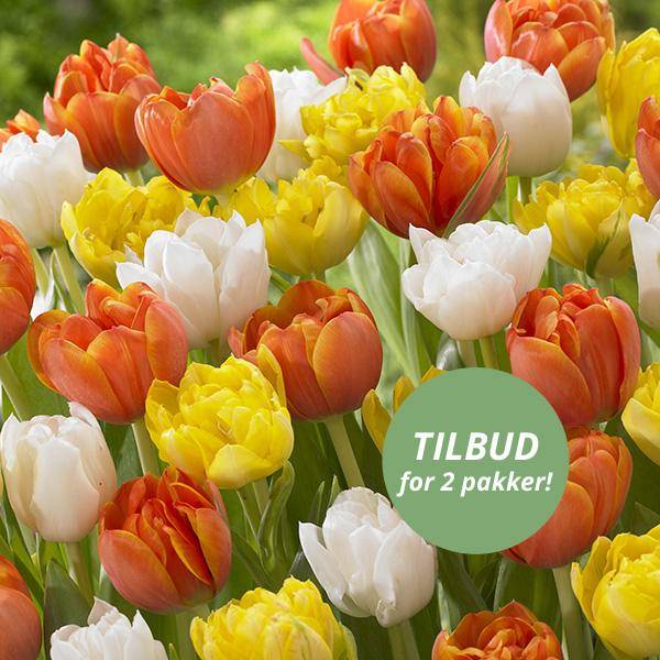Bilde av Fylte tulipaner i oransje, gult og hvitt - 20 løk