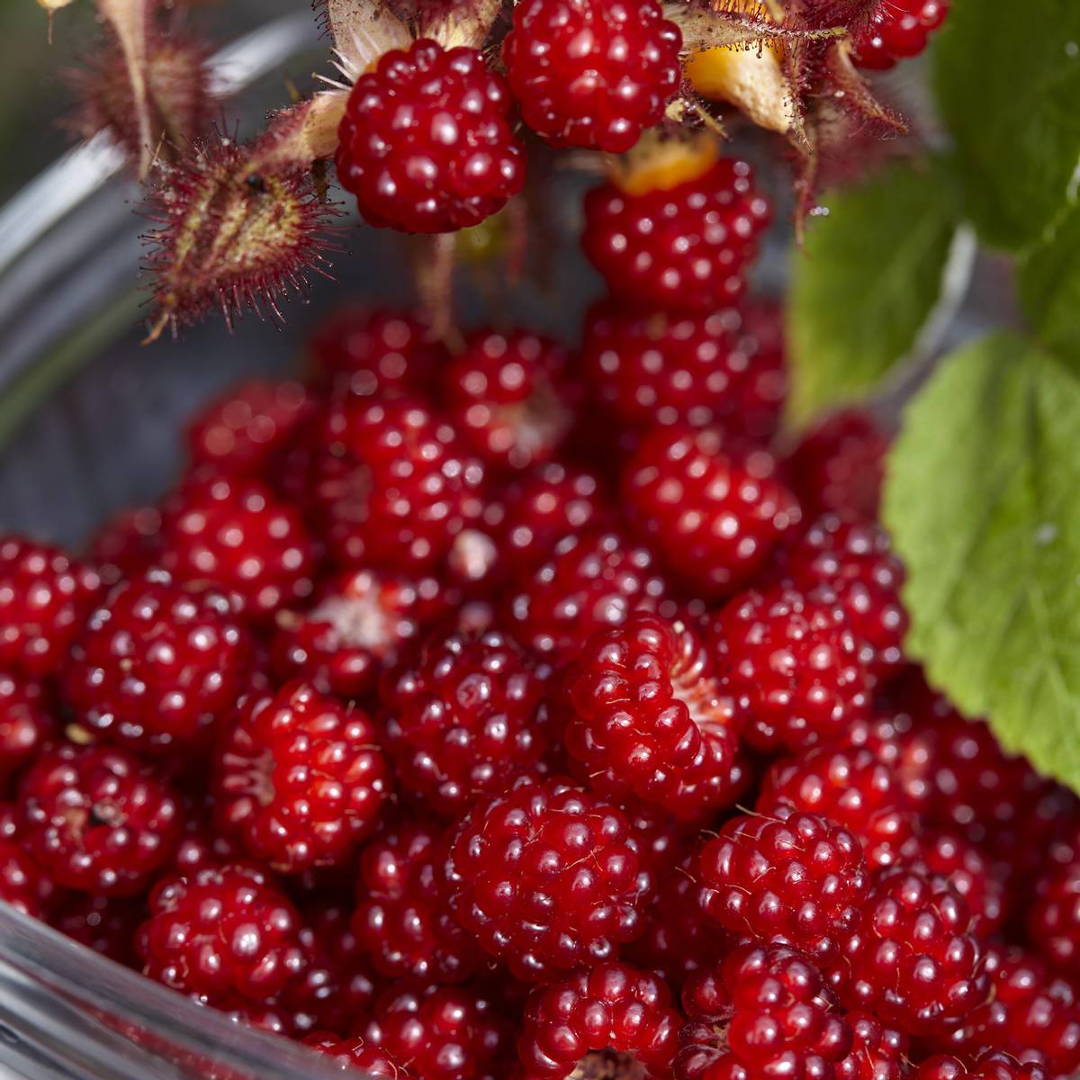 Rubus Phoenicolasius. Vinbringebær. 1 plante i 2 liters potte.