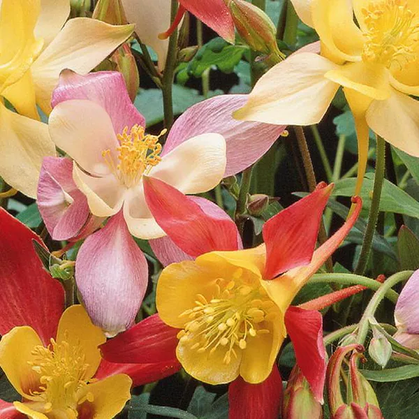 Hovedbilde Aquilegia Mrs. Scott Elliott mix -Frø- Akeleie