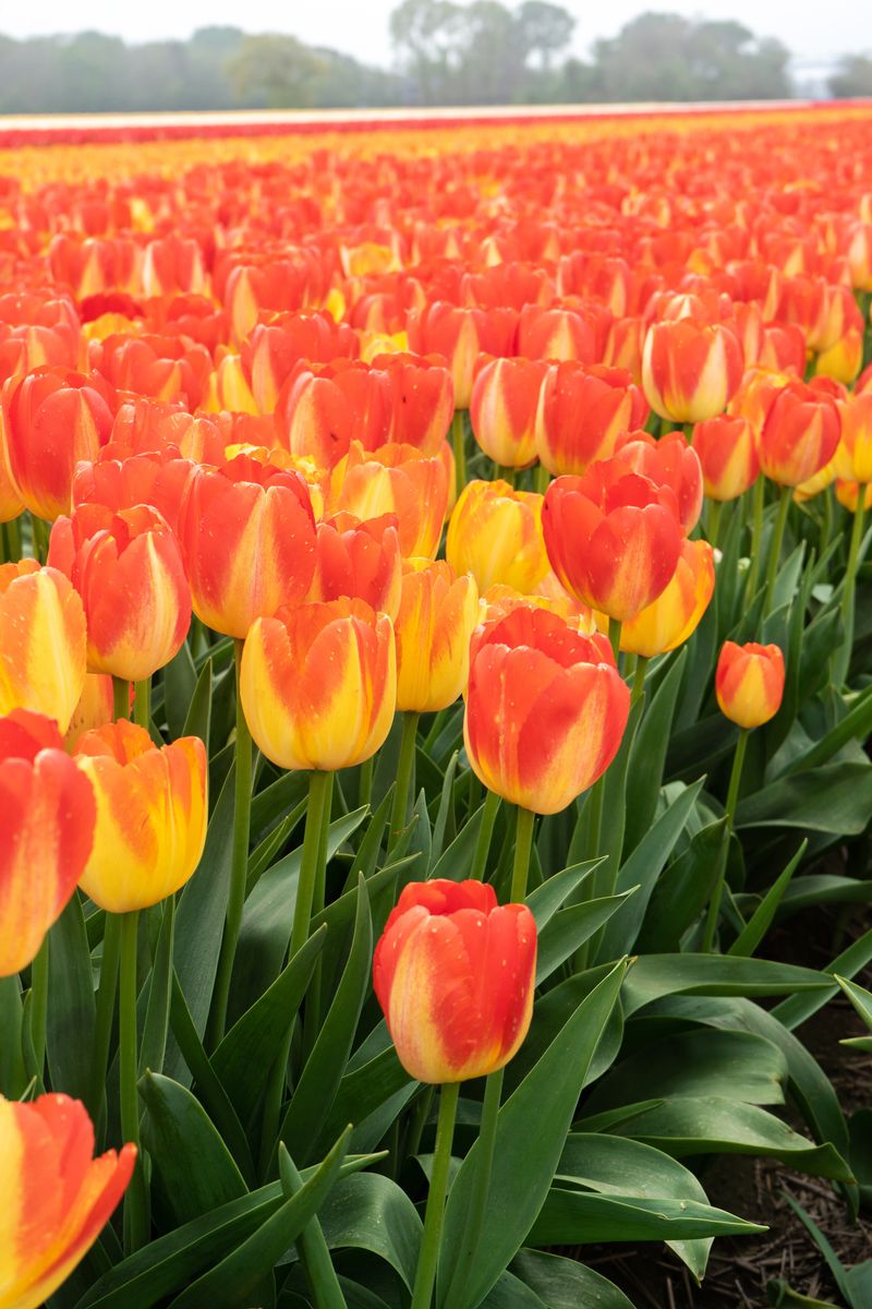 Tulipan Prinz Armin - 6 løk
